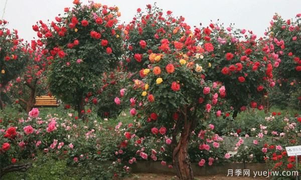 河南月季品種如何選擇不容易死？(圖1)