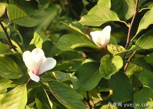 玉蘭樹應(yīng)該怎么才能防治病蟲害？(圖1)