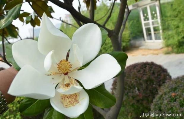 廣玉蘭樹什么時(shí)候開花？(圖2)