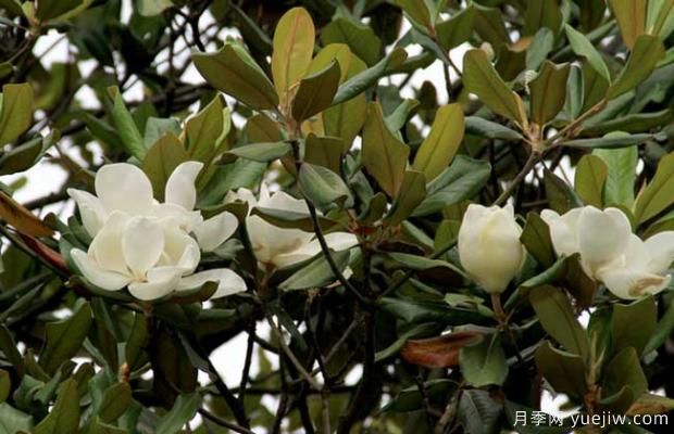 廣玉蘭樹什么時(shí)候開花？(圖1)