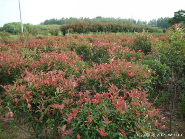 如何對(duì)紅葉石楠進(jìn)行施肥？(圖1)