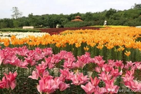 花卉播種應(yīng)該注意哪些方面？(圖6)