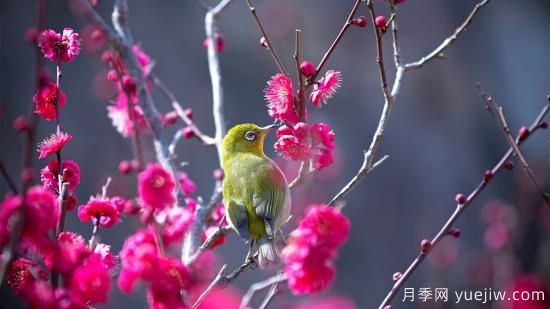 園林綠化養(yǎng)護(hù)需要注意哪些問題？(圖1)