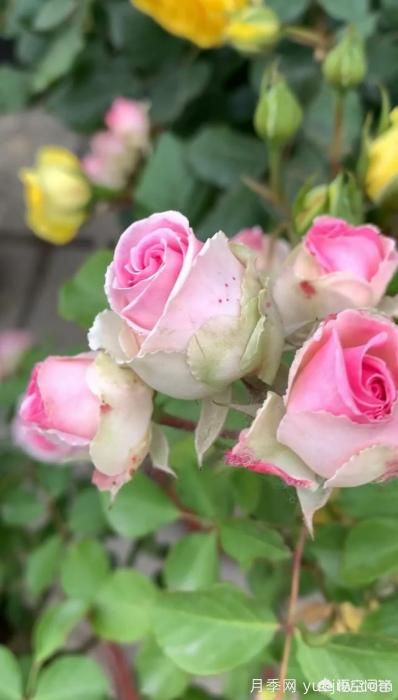 有哪些花友必備的月季花品種可以推薦下？(圖28)