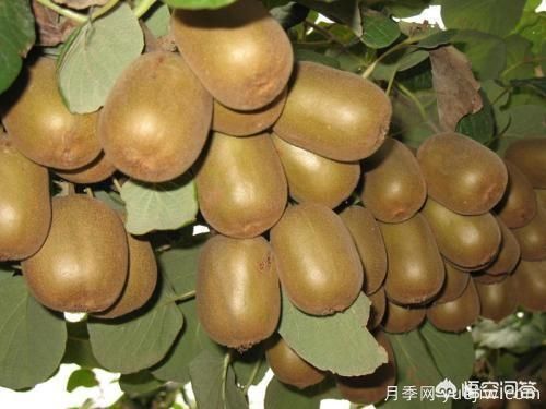 彩葉樹種哪些適合南方種植？表現(xiàn)要好些的！(圖1)