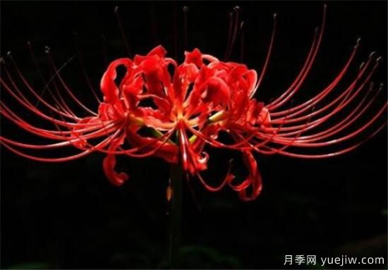 彼岸花幾月份開放 彼岸花的花語(yǔ)寓意是什么(圖1)
