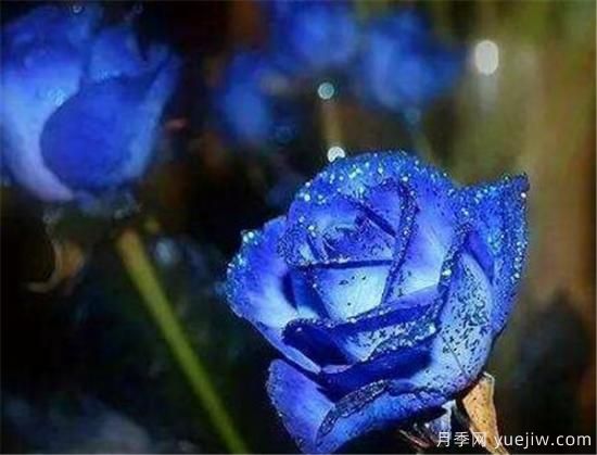 藍色妖姬的折法，藍色妖姬適合送給什么人(圖1)