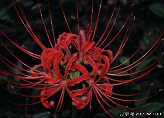 彼岸花幾月份開放 彼岸花的花語(yǔ)寓意是什么(圖2)
