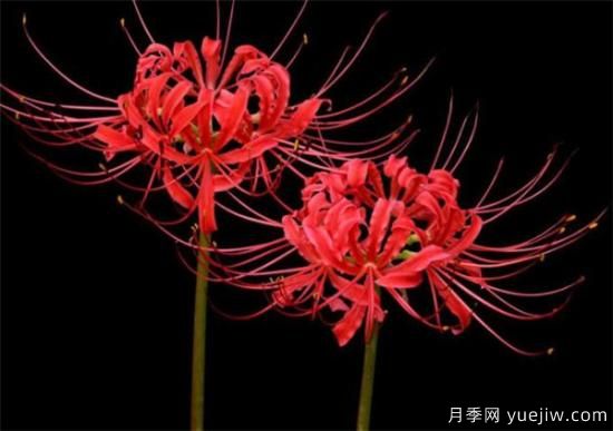 彼岸花幾月份開放 彼岸花的花語(yǔ)寓意是什么(圖3)