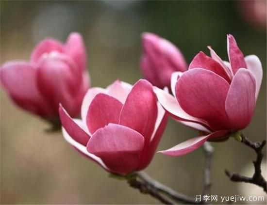 紫玉蘭幾月份開花？南陽紫玉蘭的花語和寓意(圖1)