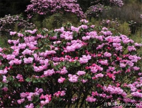 杜鵑花的品種有哪些 簡單為大家介紹幾種(圖1)