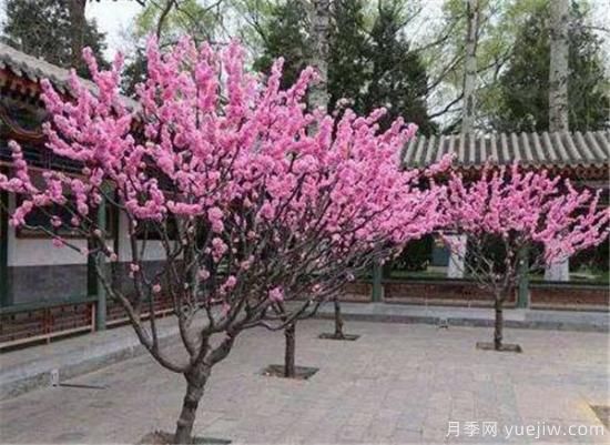 榆葉梅的繁殖方法有哪些 榆葉梅種植管理要點(diǎn)(圖2)