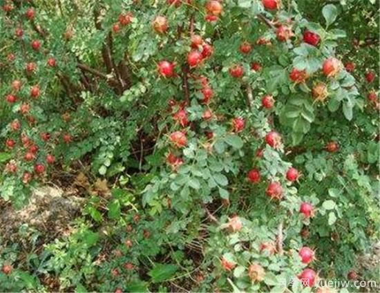 薔薇花結(jié)的果實(shí)有用嗎 野薔薇的果實(shí)可以吃嗎(圖3)