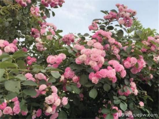 薔薇花什么時(shí)候開 薔薇的花語(yǔ)和寓意象征(圖1)