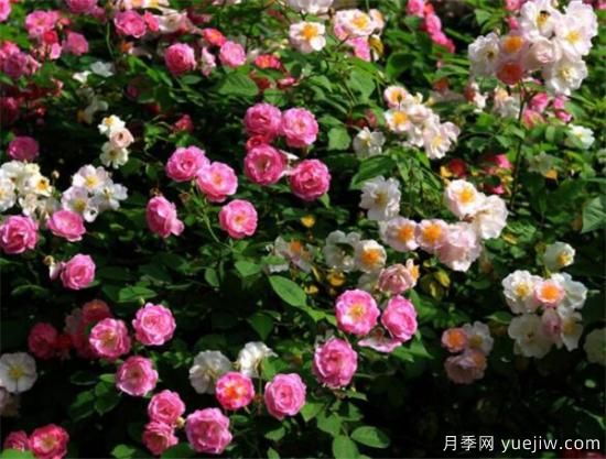 薔薇花什么時(shí)候開 薔薇的花語(yǔ)和寓意象征(圖2)