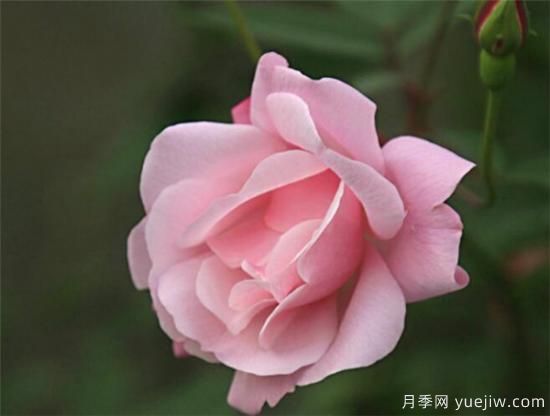 薔薇花什么時(shí)候開 薔薇的花語(yǔ)和寓意象征(圖3)