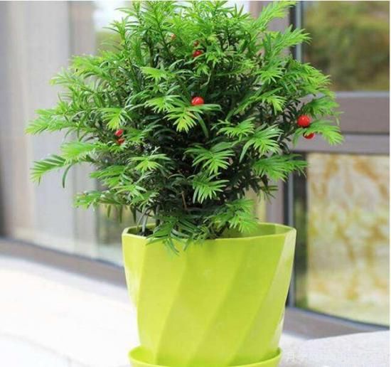 紅豆杉病蟲害的防治方法,莖腐病和白絹病是罪魁禍?zhǔn)?圖4) 紅豆杉病蟲害的防治方法,莖腐病和白絹病是罪魁禍?zhǔn)?圖4)