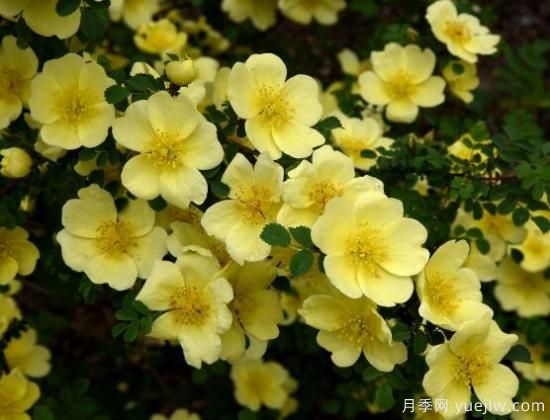 薔薇花的花語大全，細(xì)數(shù)薔薇花九大品種花語(圖4)
