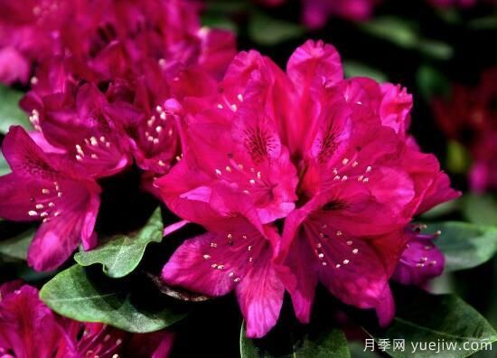 杜鵑花有哪些常見品種？杜鵑花品種圖片大全(圖2)