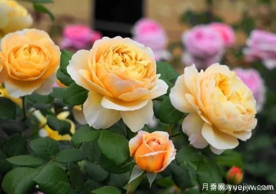 什么樣的月季比較耐陰？教你***基本的選擇技巧(圖8)