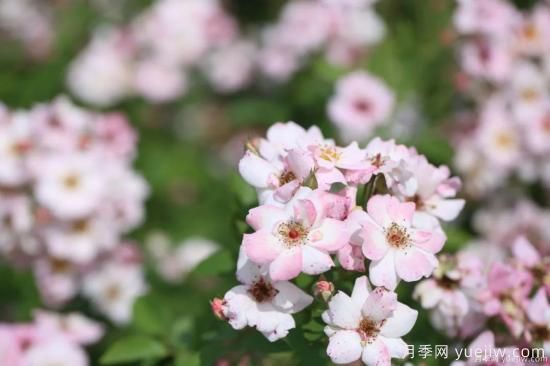 什么樣的月季比較耐陰？教你***基本的選擇技巧(圖9)