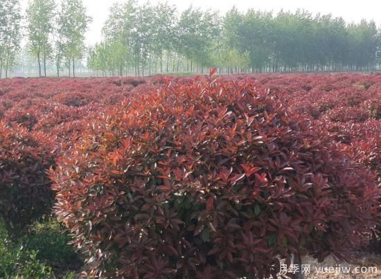 紅葉石楠球是喬木還是灌木？(圖1)