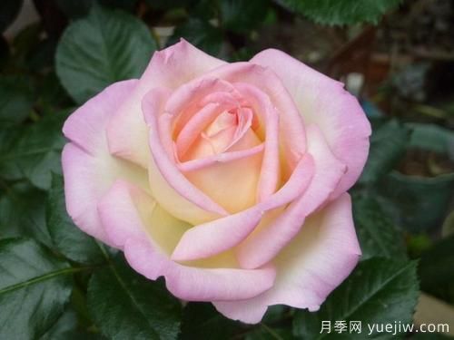 大花香水月季的養(yǎng)護(hù)方法，分享10種花香飄滿屋(圖2)