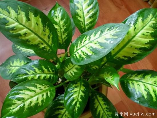 十大吸甲醛植物，你家養(yǎng)過哪幾種？(圖6)