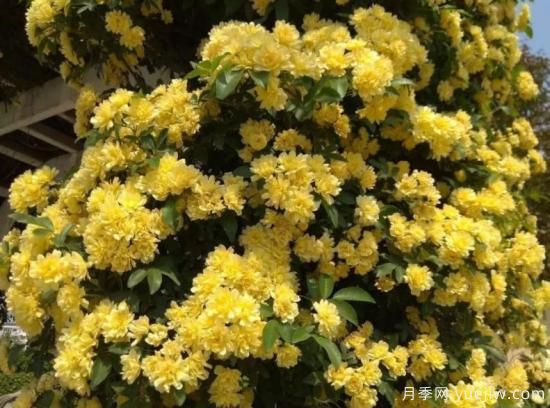 黃木香號稱開花勞模，耐寒耐熱養(yǎng)護簡單(圖3)