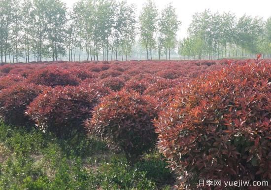 紅葉石楠在片植時(shí)部分死亡是什么原因？(圖1)