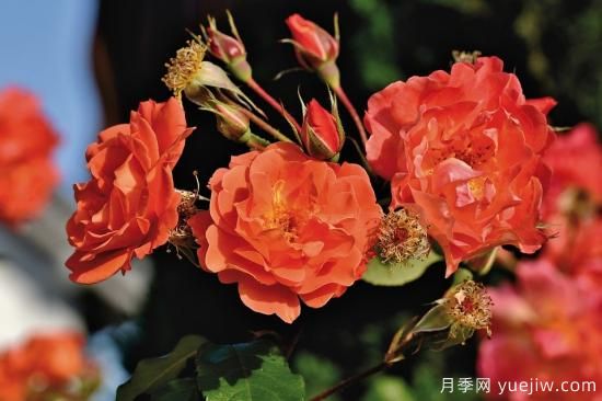 中國本土40個花卉品種介紹，我國是世界花園之母(圖23)