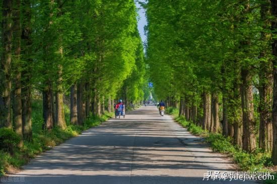 12種常見的行道樹樹種，你家鄉(xiāng)的行道樹是什么(圖1)