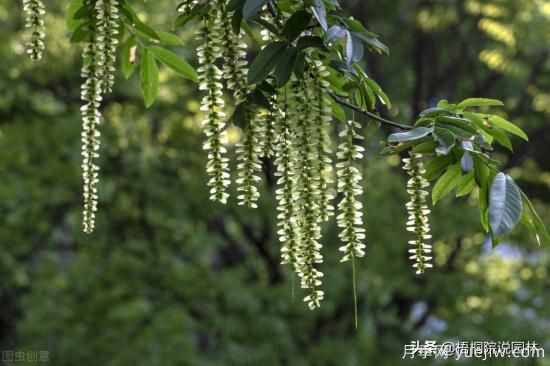 12種常見的行道樹樹種，你家鄉(xiāng)的行道樹是什么(圖10)