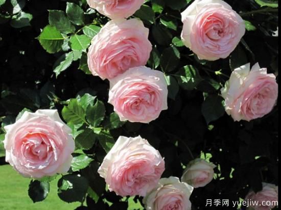 熱門10種月季，開成花海開成瀑布開花不斷(圖4)