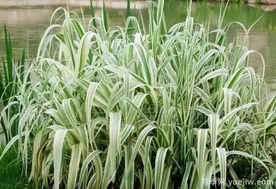 花有花鏡，草有草境！這么美的觀賞草你了解多少(圖14)