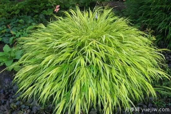 花有花鏡，草有草境！這么美的觀賞草你了解多少(圖22)