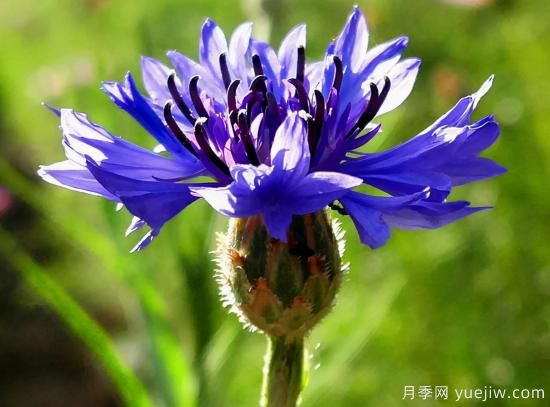 100種常見花卉的栽培大全，送給愛養(yǎng)花的你(圖26)