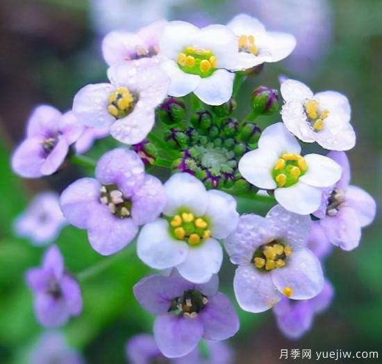 100種常見花卉的栽培大全，送給愛養(yǎng)花的你(圖29)