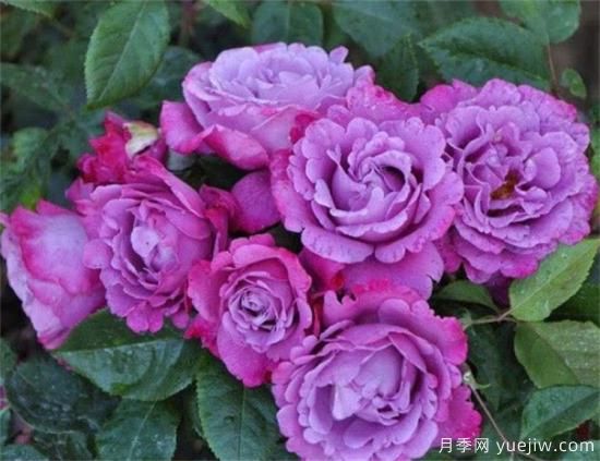 紫色月季花有哪些品種？分享30款紫色月季(圖17)