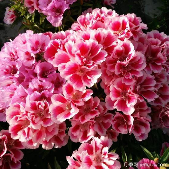 100種常見花卉的栽培大全，送給愛養(yǎng)花的你(圖45)