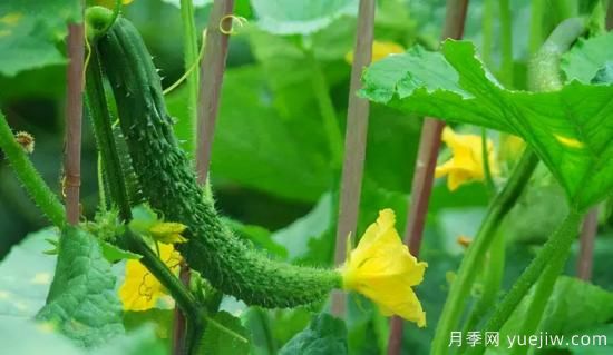 100種常見花卉的栽培大全，送給愛養(yǎng)花的你(圖53)