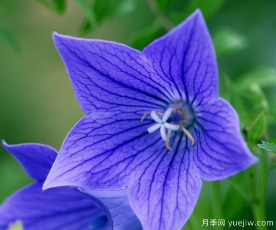 100種常見花卉的栽培大全，送給愛養(yǎng)花的你(圖55)