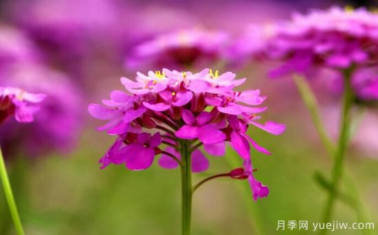 100種常見花卉的栽培大全，送給愛養(yǎng)花的你(圖57)