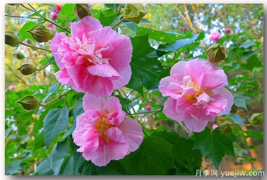 以花命名的農(nóng)歷，中國(guó)人對(duì)月份的雅稱(chēng)及別稱(chēng)(圖10)