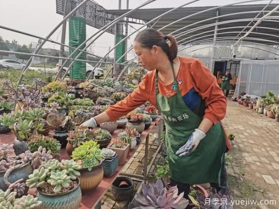 南陽(yáng)宛城：網(wǎng)絡(luò)直播電商銷售多肉成群眾致富新秘訣(圖2)