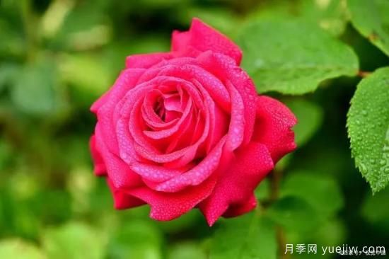 月季復壯很簡單，做好3件事新枝粗壯開花多(圖1)