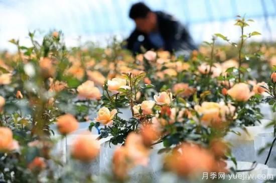 月季復壯很簡單，做好3件事新枝粗壯開花多(圖3)