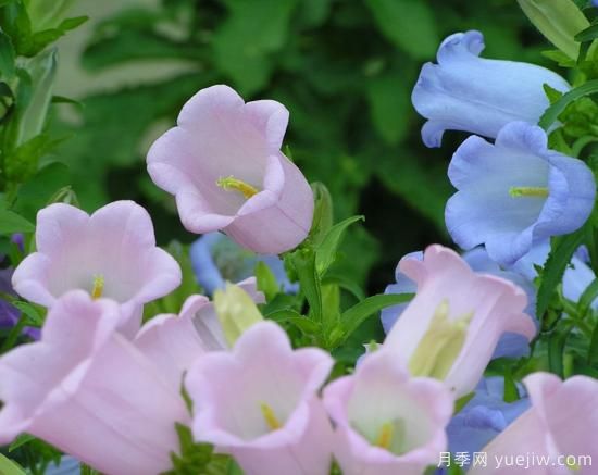 100種常見花卉的栽培大全，送給愛養(yǎng)花的你(圖95)
