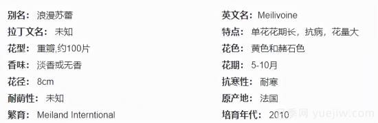 推薦高顏值且好養(yǎng)的10個藤本月季，看一眼就愛上(圖19)