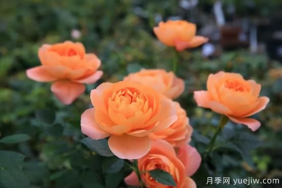 一個(gè)家里能栽得下去多少品種的月季？你想象不到(圖5)